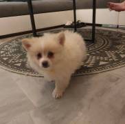 Adorable Pomeranian Girl Ready to Leave