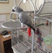 Baby Male Frican Grey Parrot Silly Tame & Talk