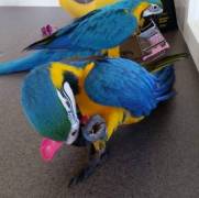 Males and Females Amazing Hyacinth Macaws Parrots 