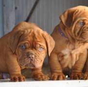 Awesome Dogue de Bordeaux puppies 