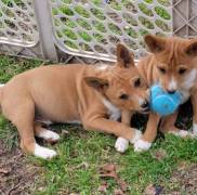 Reg Basenji Puppies For Sale
