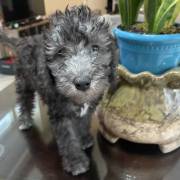 Only Males Bedlington Terrier Puppies For Sale