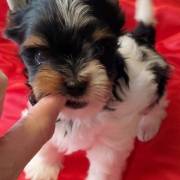Beautiful Show Biewer Puppies For Sale