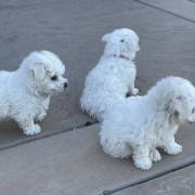 Full Breed Bichon Frise Puppies For Sale