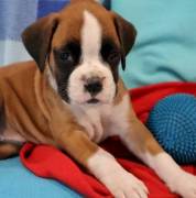 Great Looking Boxer Puppies For Sale