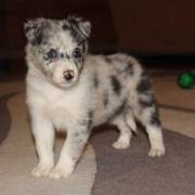 Beautiful Merle Border Collie Puppies For Sale