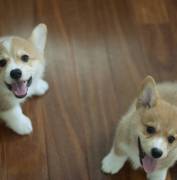 Short Brown and White Welsh Corgi Puppies