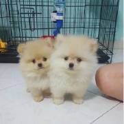 Purebred White Male and Female Mini Pom Puppies