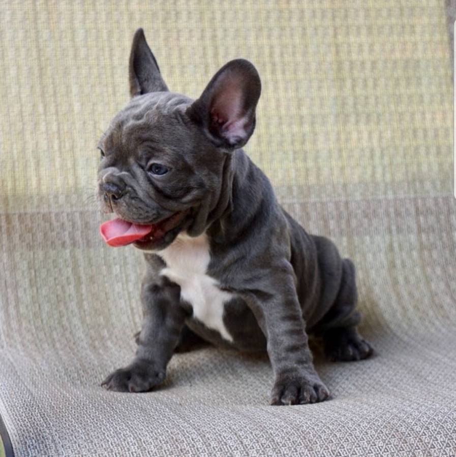 Healthy Solid Blue Frenchies Available For Sale in for $ 1,500.00
