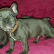 Healthy Solid Blue Frenchies Available For Sale