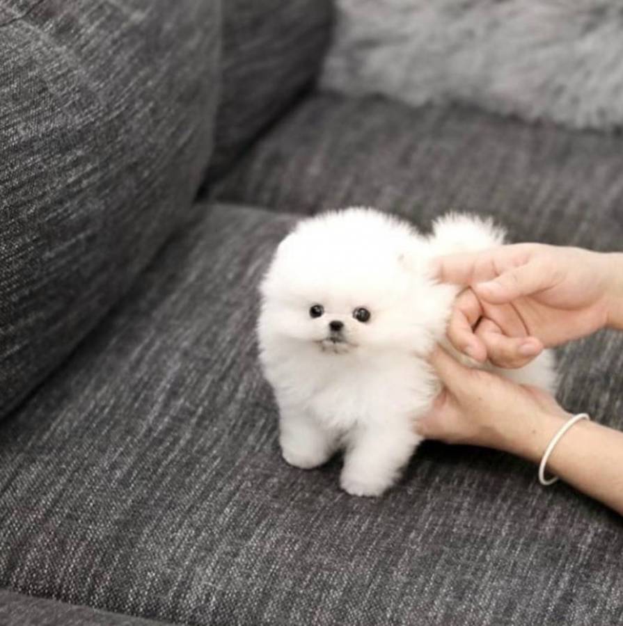 White Micro Teacup Pomeranian Puppies Ready Now in for