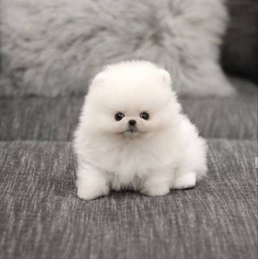 White Micro Teacup Pomeranian Puppies Ready Now in for 850.00