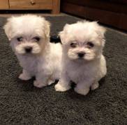 Outstanding  White Maltese Puppies 