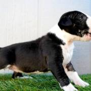 Purebred  Black and white Bull Terrier Pups
