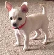 Gorgeous Chihuahua Puppies bloodline