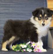 Purebred Registered Collie Puppies For Sale