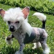 Affectionate Chinese Crested Puppies For Sale