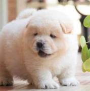  Top Show Quality Chow Chow Puppies For Sale