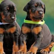 Energetic Dobermann Puppies For Sale