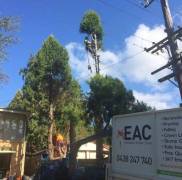 Tree Pruning Service at Affordable Price in Sydney