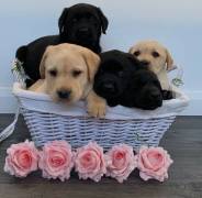 Adorable labrador puppies ready to leave now