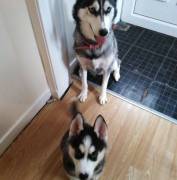 Pure Breed Husky Pup for Sale