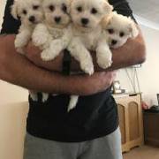 Pure Maltese puppies for sale 
