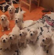 Groodle puppies Available 