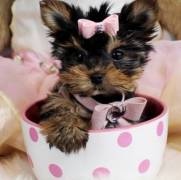 Male and female teacup yorkie puppies for sale