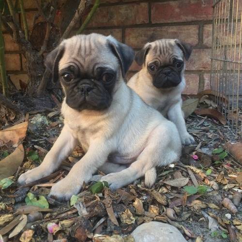 fawn pug puppies for sale in Airport West for 600.00