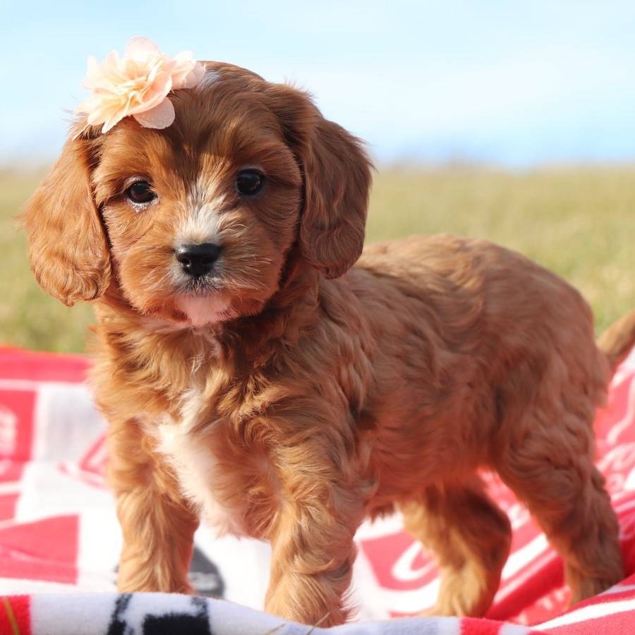 Toy Poodle Puppies in Brisbane for 900.00