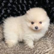 pomeranian puppies for sale 