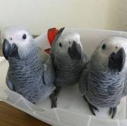 Beautiful African Grey parrots
