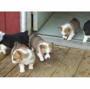 Pembroke welsh corgi puppies for sale 
