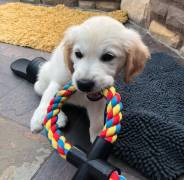 Golden Retriever Puppy Available For New Home