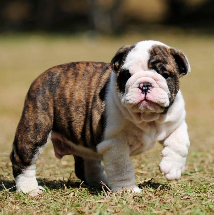 Beautiful English Bulldog Puppy for adoption 350 in for