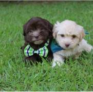 healthy havanese puppies