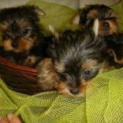 Two Teacup Yorkie Puppies Available Now.