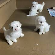  Gorgeous Teacup Maltese puppies, 1 male, 1 female