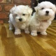 Two Well Trained *** @Maltese Puppies @*** Availab