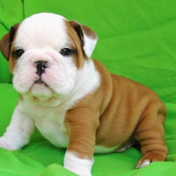 53+ English Bulldog Puppies Under 500 Image Bleumoonproductions