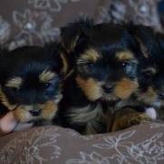  Yorkshire Terrier Puppies » For Sale 