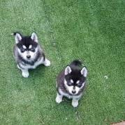 Beautiful Pomsky Puppies