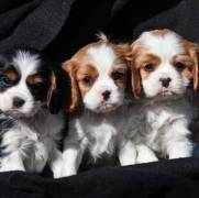 Precious Cavalier King Charles Spaniel Puppies