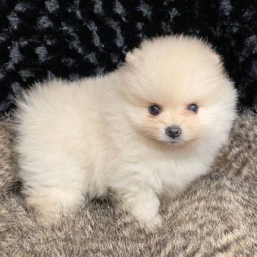 tea cup pomeranian puppies for sale in Aberdeen for 1,000.00