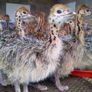 Ostrich Chicks and Fertile Ostrich eggs for sale (