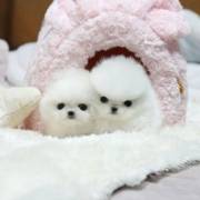 best litter of teacup Pomeranian pups 