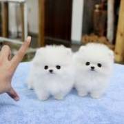cute Pomeranian pups for sale 