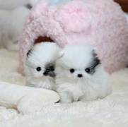 super cute teacup Pomeranian pups for xmass 
