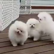 best litter of teacup Pomeranian pups  for sale 